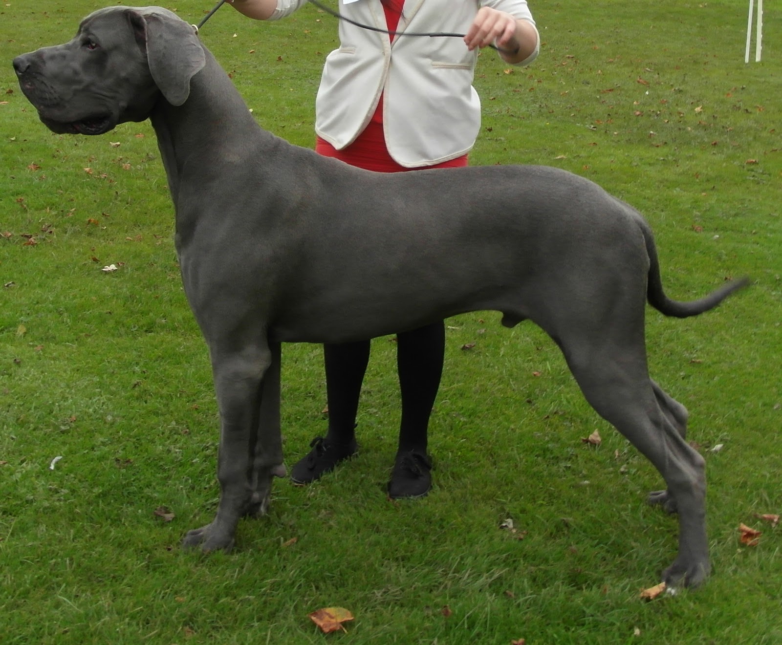 CULSEANDANES Blue Great Dane
