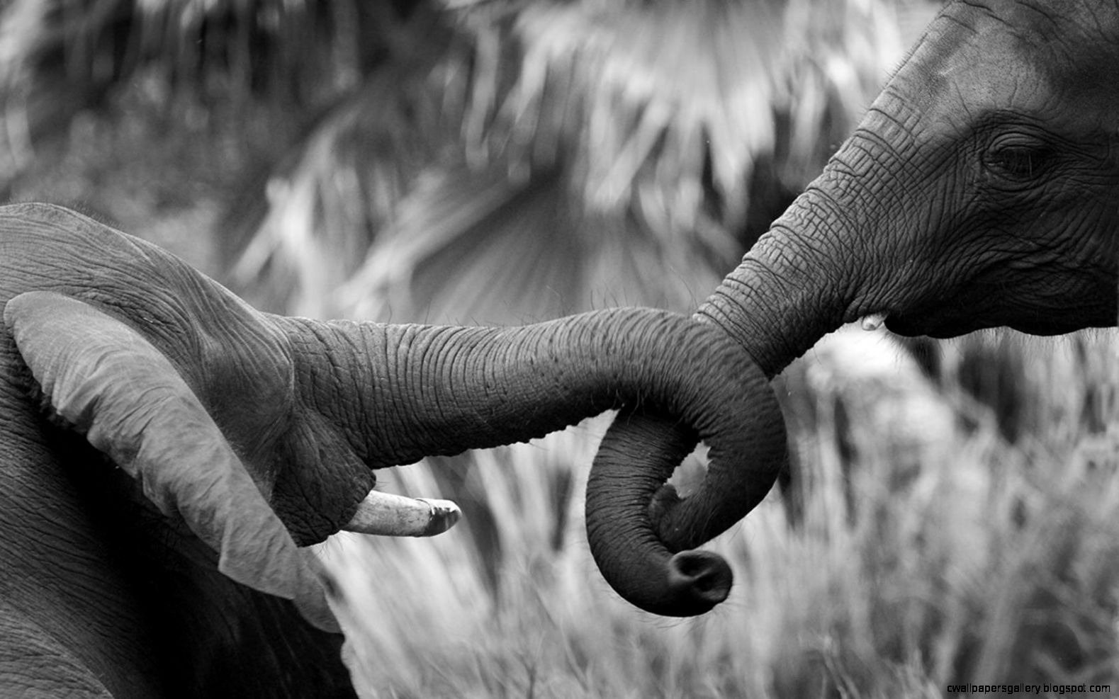 Elephant Love Quotes QuotesGram Elephant Love Quotes QuotesGram