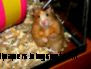 The World39s Best Photos of animal and hamster Flickr Hive Mind The World39s Best Photos of animal and hamster Flickr Hive Mind