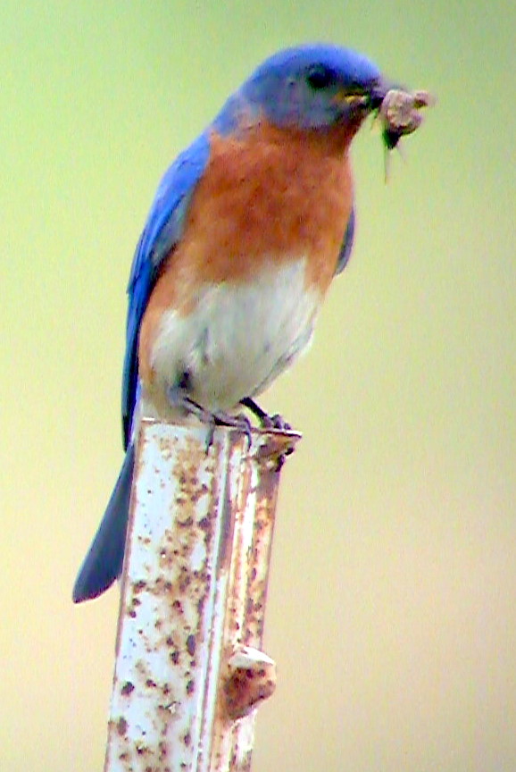 Penelopedia Nature and Garden in Southern Minnesota Bluebirds at the