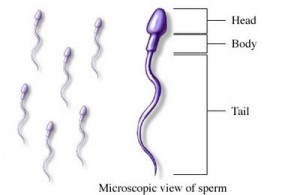 Tahukah anda bahaya menelan sperma?