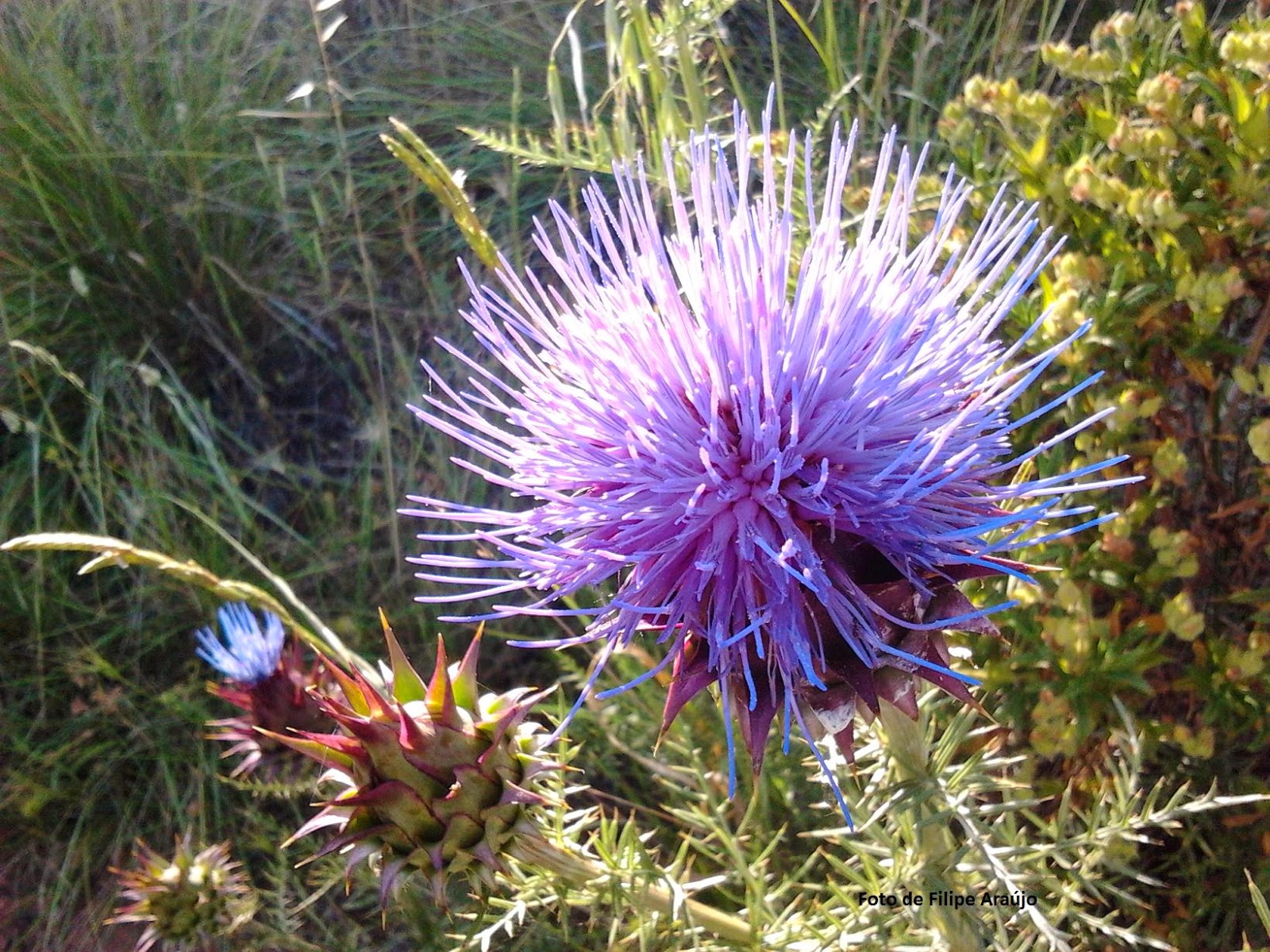 Alcachofra-brava (Cynara humilis)