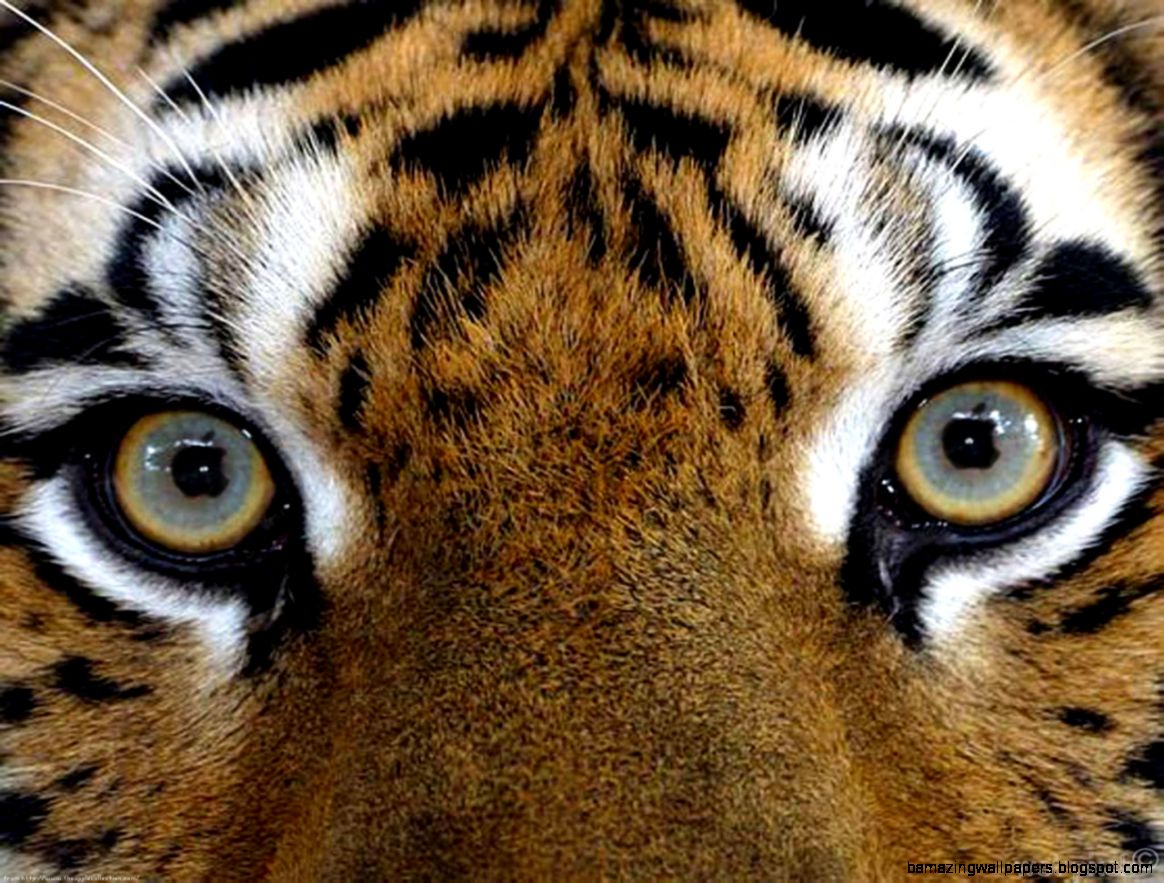 Tiger39s eyes   Wildlife Photography Wallpaper 22238610   Fanpop Tiger39s eyes   Wildlife Photography Wallpaper 22238610   Fanpop