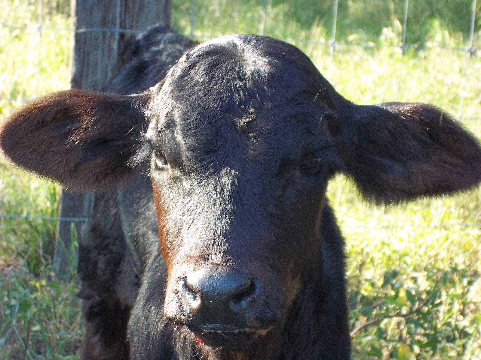 Bottle Feeding Baby Calves There is a limited amount of feeder cattle