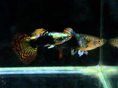 guppies.jpg