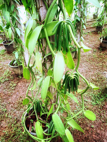 vanilla plantation farm organic welcome planifolia