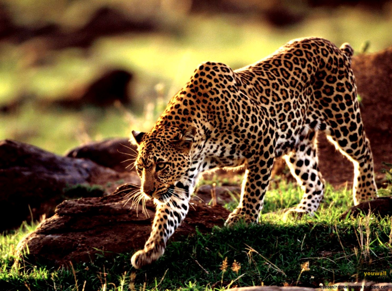 Cheetah Wild Animals Cheetah Wild Animals