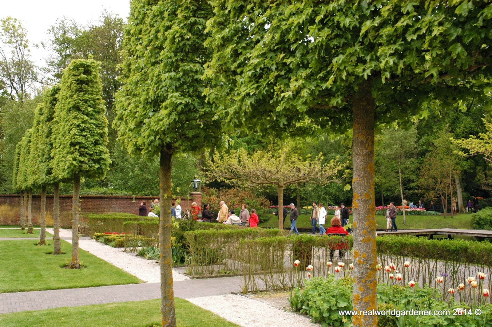 A Charlotte Garden Goldflame Spirea In The Fall