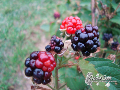 blackberries