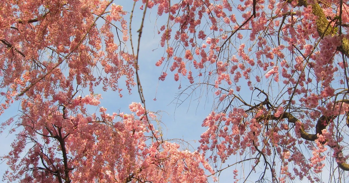 Cherry Blossoms at the Farmingdale State College