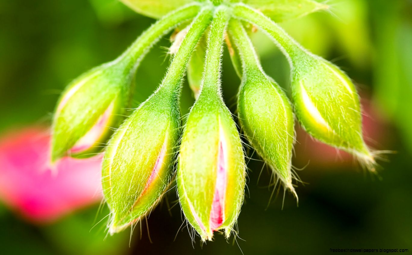 Super Macro bud 31856 Flower Wallpapers Flowers Super Macro bud 31856 Flower Wallpapers Flowers