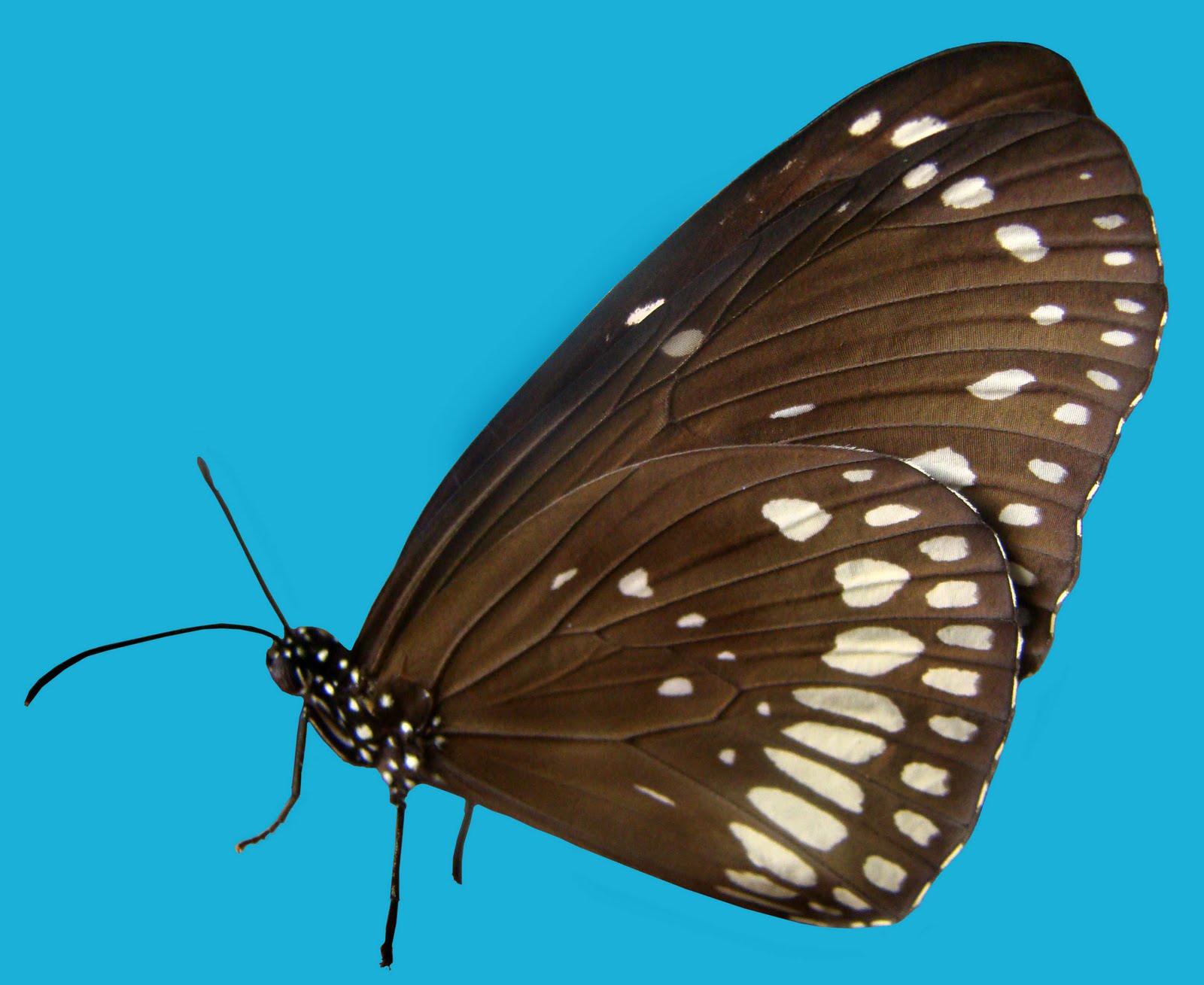 Insects of Kerala: COMMON INDIAN CROW BUTTERFLY- Euploea core-2