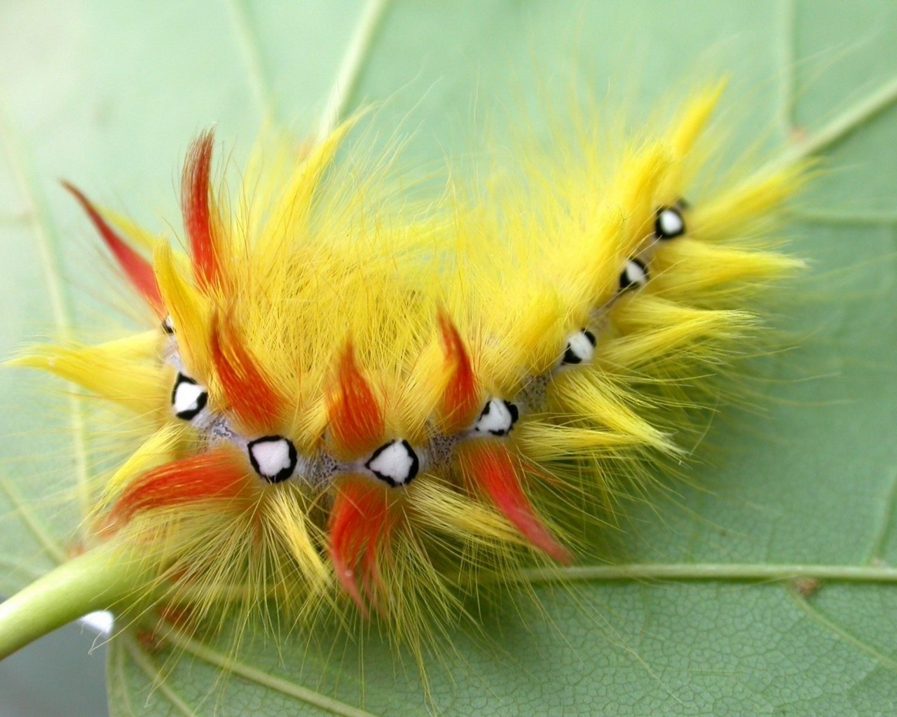 New 60 Amazing Animals Wallpapers