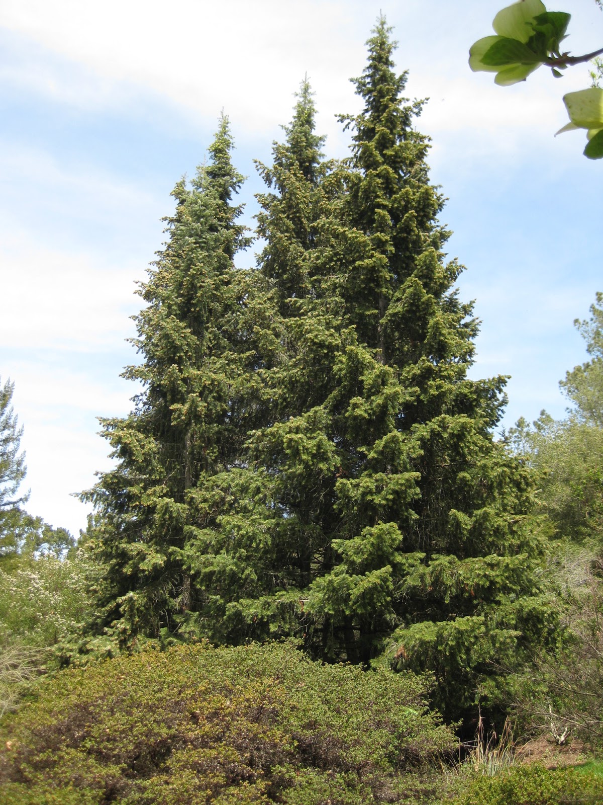 Trees of Santa Cruz County Abies bracteata Bristlecone Fir