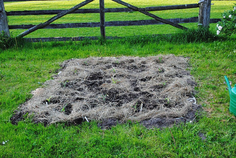 [Bild: 1milpa+Beet_20140520.jpg]