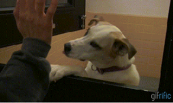 Cool animals giving high fives (15 gifs), funny gifs, cool dog gives high five to human