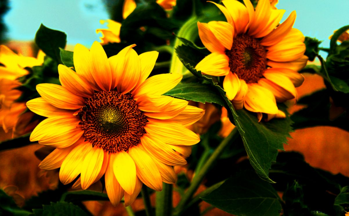 Live Sunflowers Wallpapers FIW89 Sunflowers Backgrounds Live Sunflowers Wallpapers FIW89 Sunflowers Backgrounds
