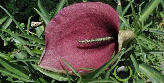 Dead Horse Arum Lily Dead Horse Arum Lily