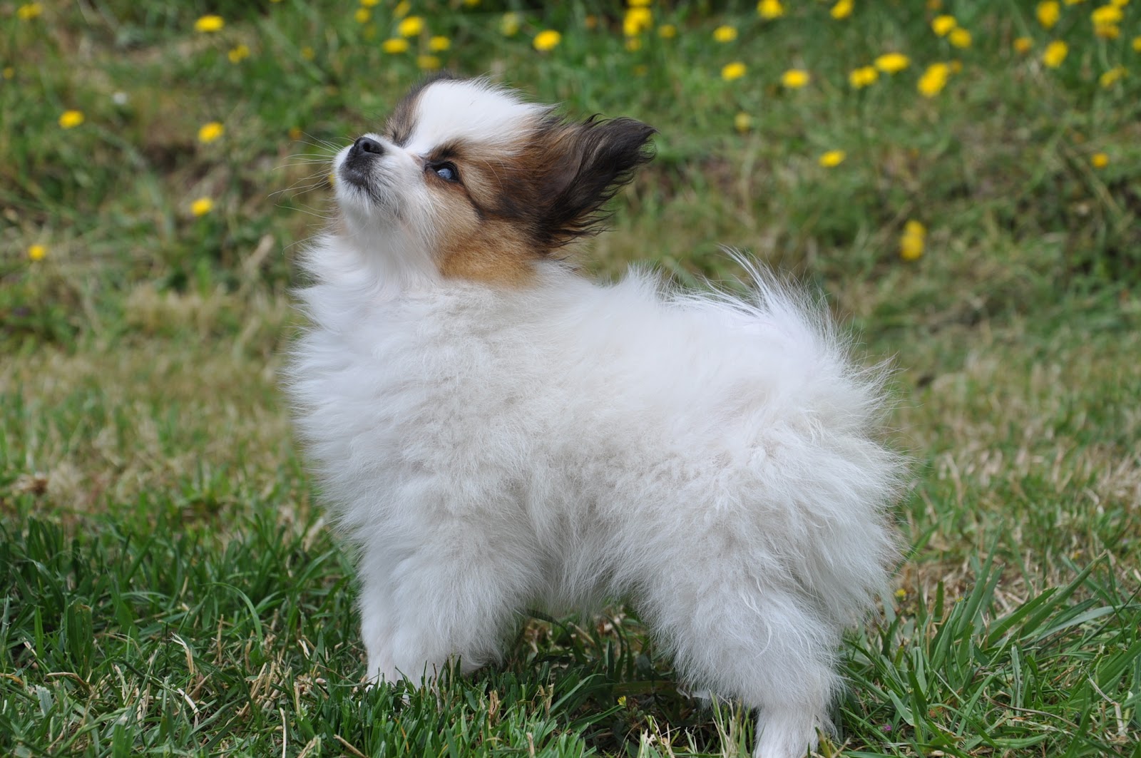 Road's End Papillons Dog's Coat, Undercoat, Fur Coat, Hair Coat