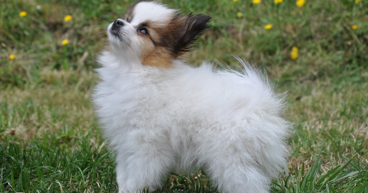 Road's End Papillons Dog's Coat, Undercoat, Fur Coat, Hair Coat