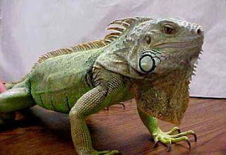 BIN-06 Pronunciation II Class Blog: Week 4: Listening Exercise / The