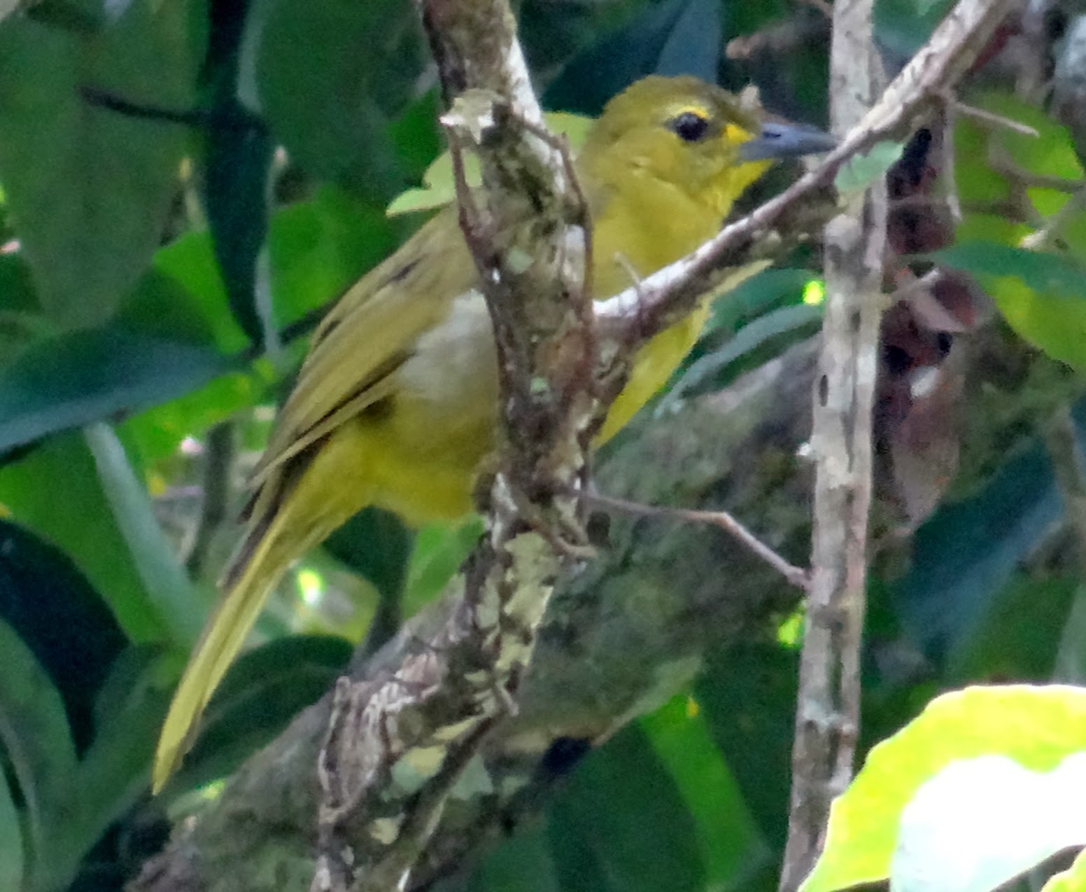 Buru JungleKey.in Image 50