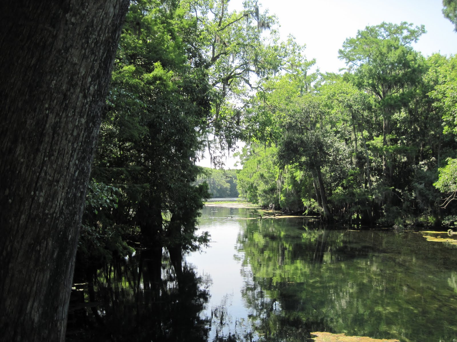 Spring Trip 2011: Manatee Springs State Park, Chiefland, Florida