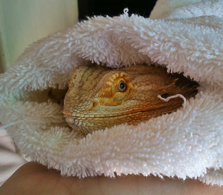 Bearded Dragon Care Shedding