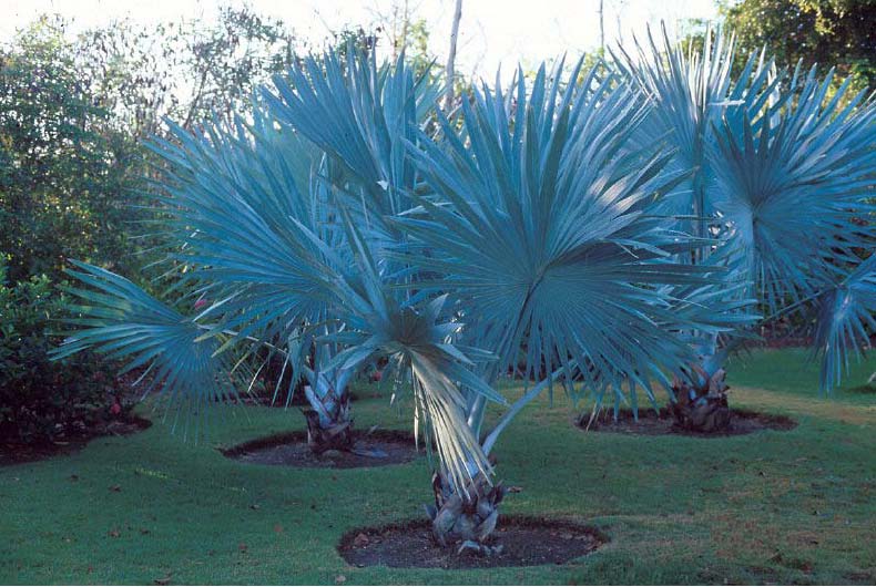 Beechwood Landscape Architecture and Construction Bismarck Palm