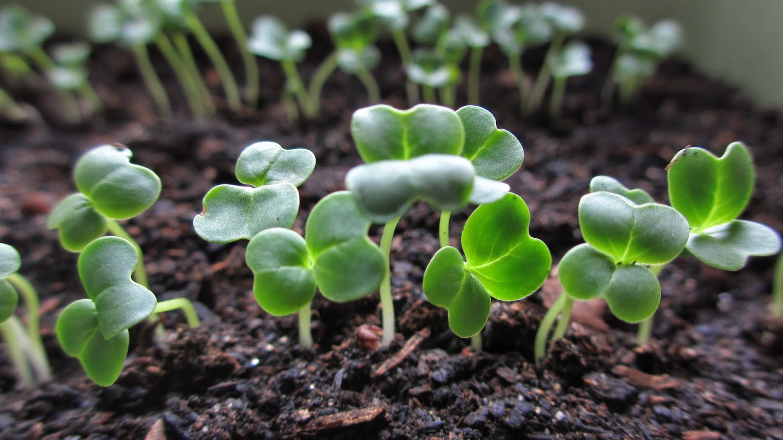 Kokoko Blog 烹飪 遊記 抗癌 14 7 14 小松菜 02 9 收割