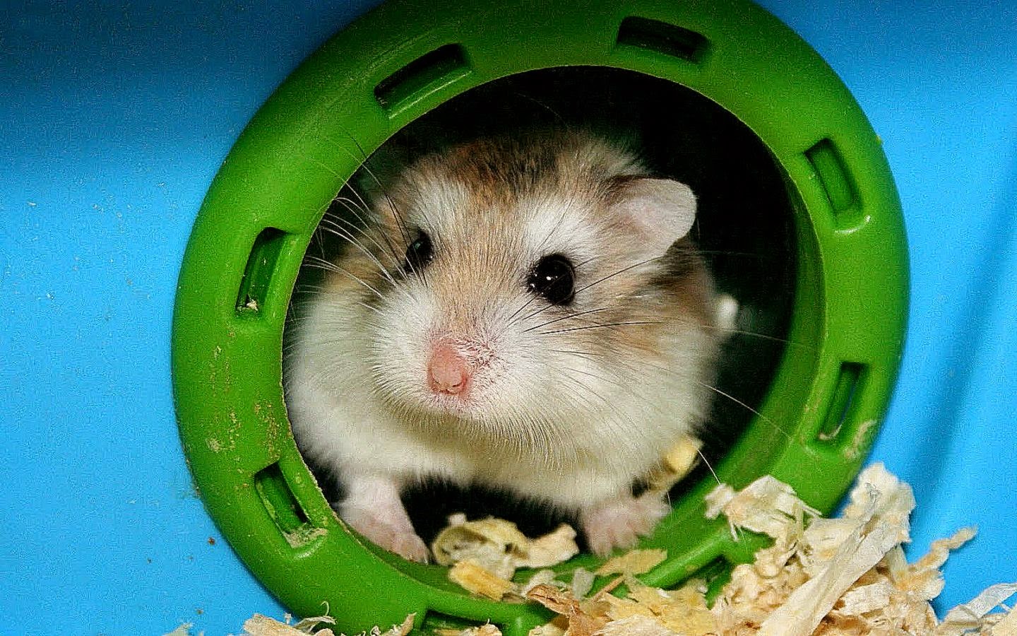 Hamster Wallpaper High Quality