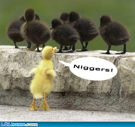 Funny Duck Photos