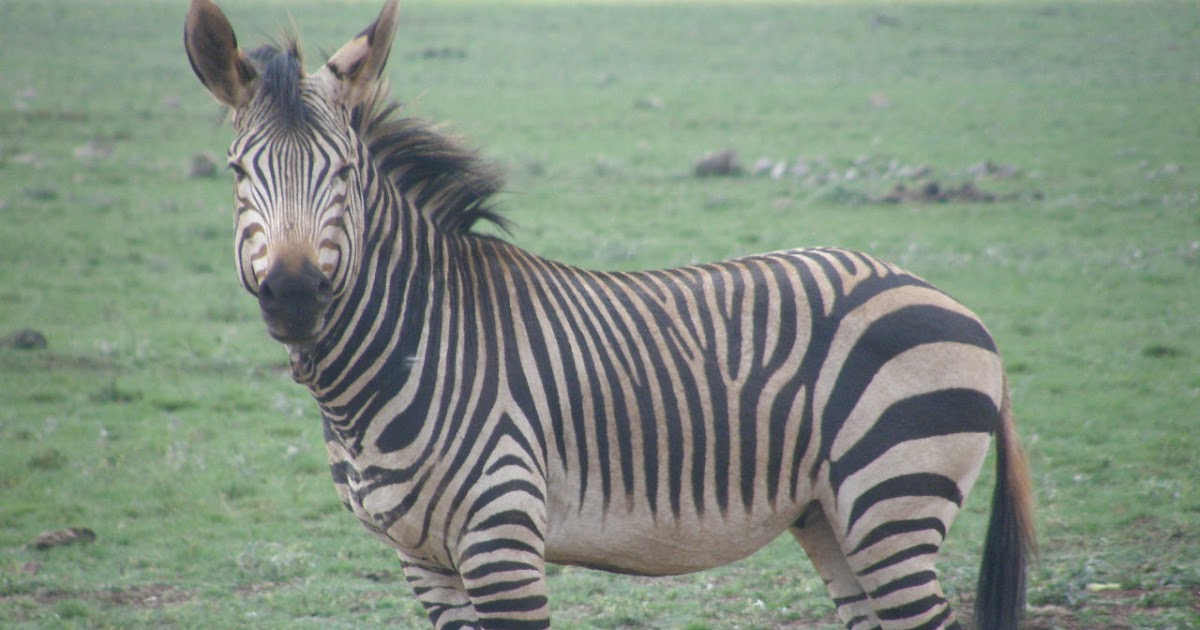 Wildlife Pictures From South Africa - Part2