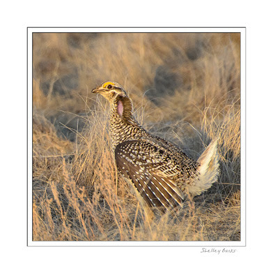 Sharp-tailed Grouse showing neck patch    © SB  Copyright Shelley Banks, all rights reserved.