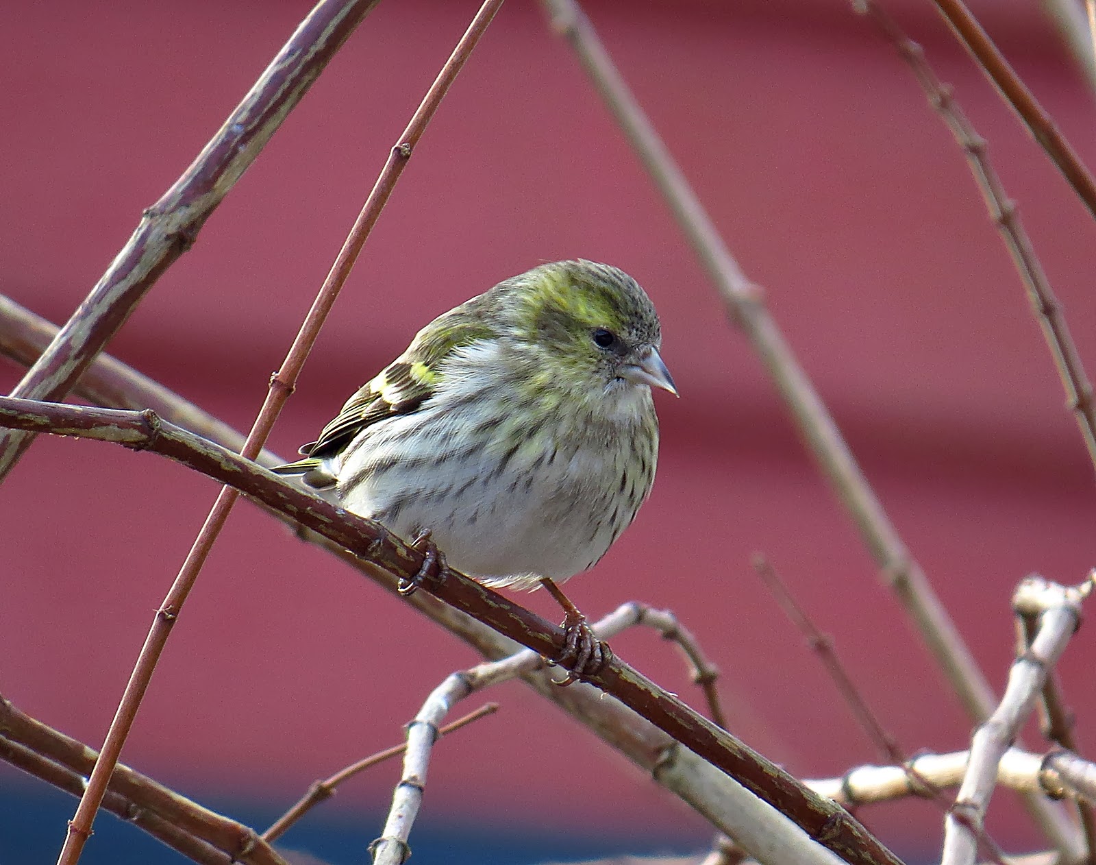 Fågeldagbok.....Bildarkiv 6.2.2014..Grönsiska hona..