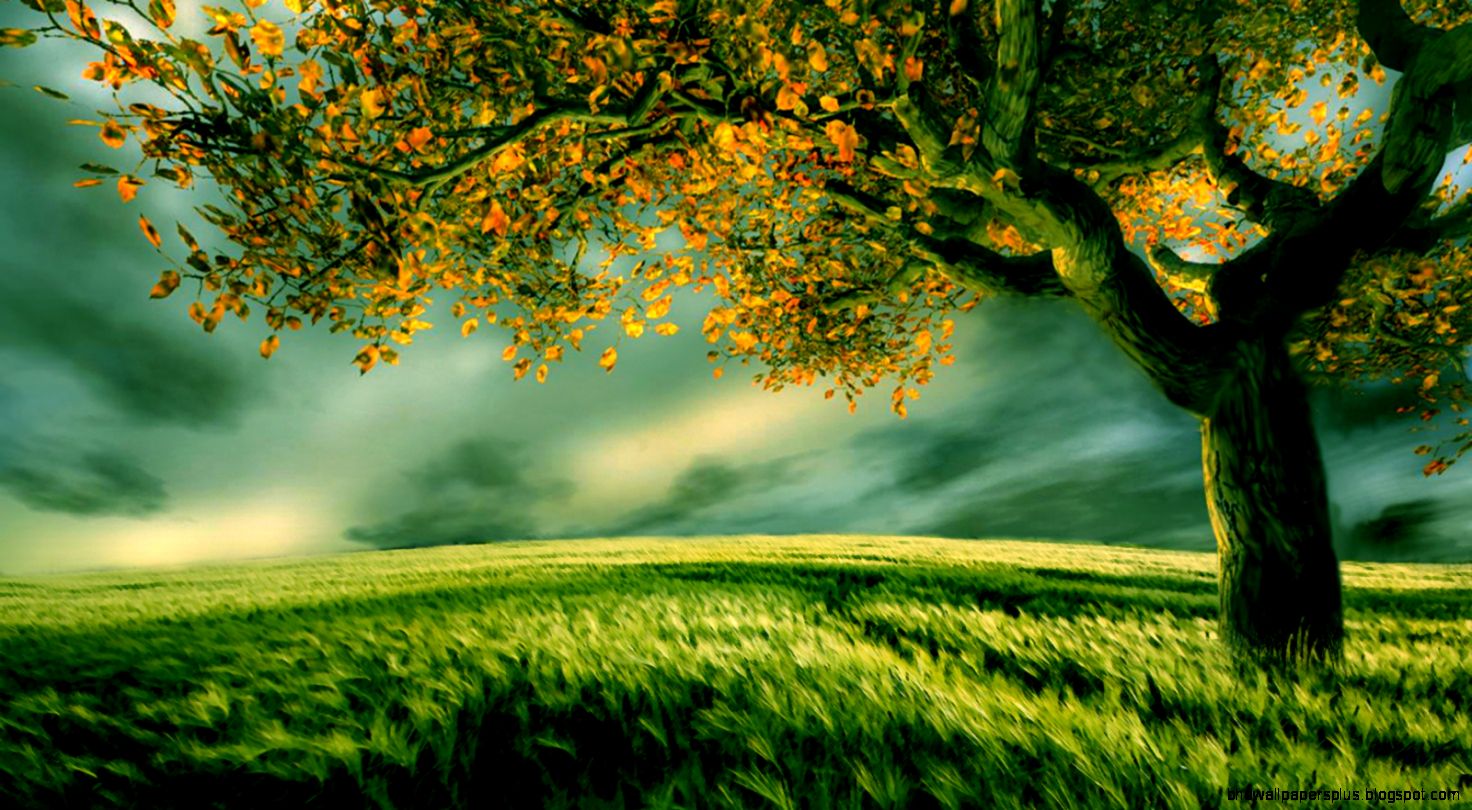 Tree Wallpaper 1600x900px 907543 Tree Wallpaper 1600x900px 907543