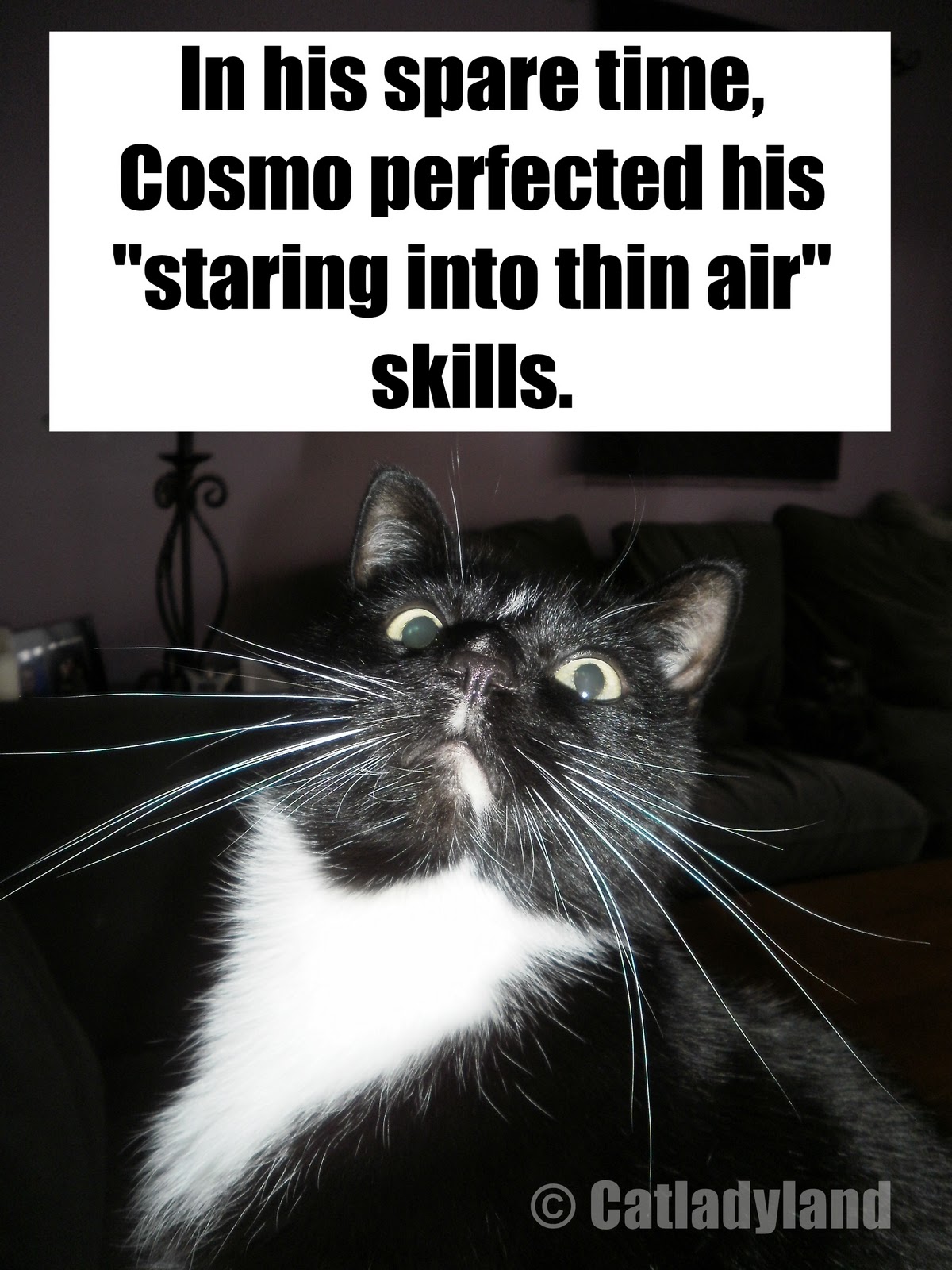 Catladyland Cats are Funny What Cats Do In Their Spare Time