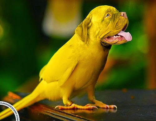 10-Dogird-Martin-Humandescent-Surreal-Animal-Mashup-www-designstack-co