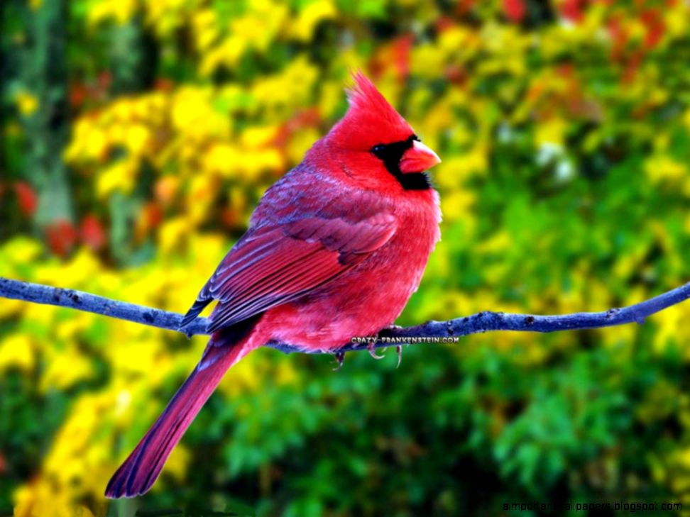 Wallpaper Birds Hd 2016 HD Wallpapers 2016 Wallpaper Birds Hd 2016 HD Wallpapers 2016