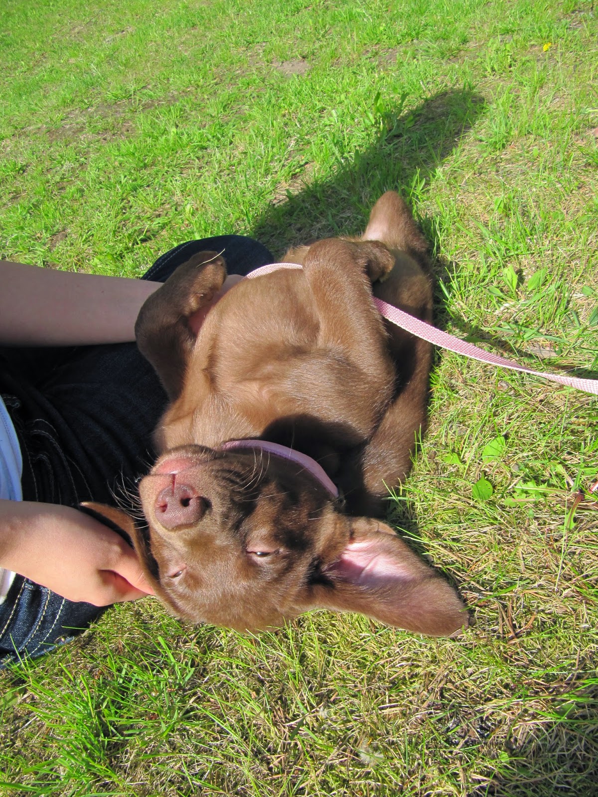 i am Mrs K My Dog Loves to Sleep on Her Back