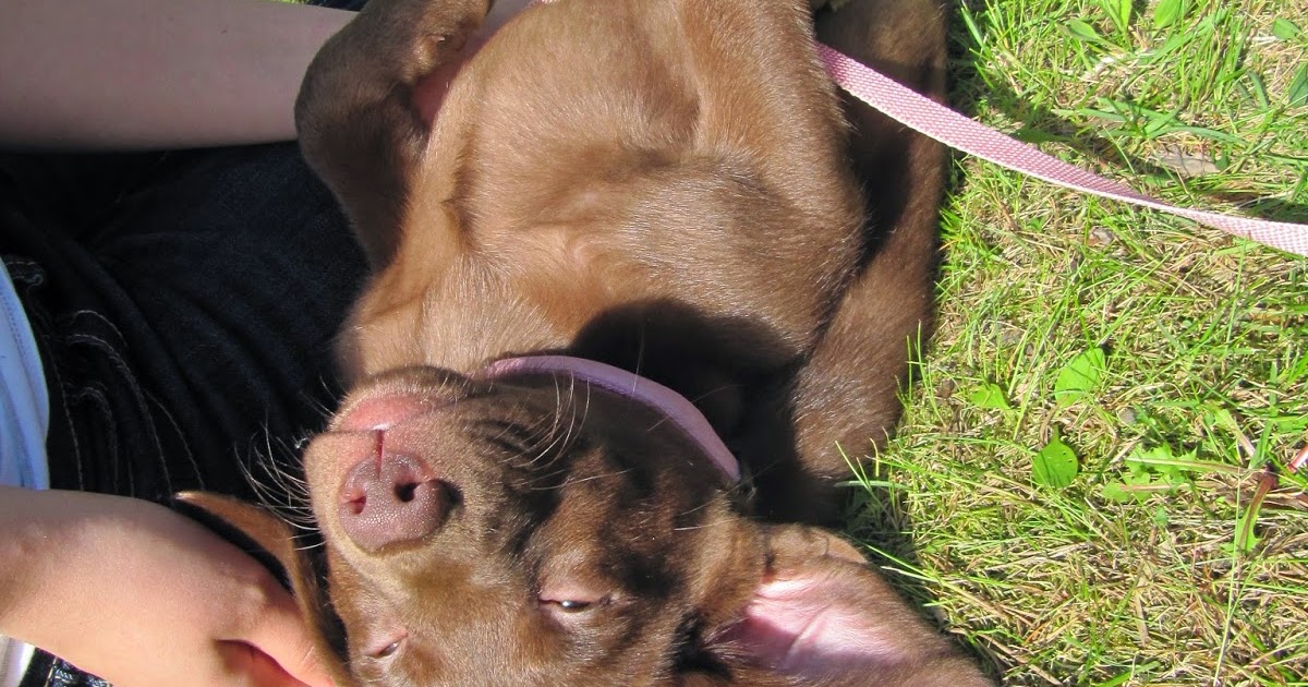 i am Mrs K My Dog Loves to Sleep on Her Back