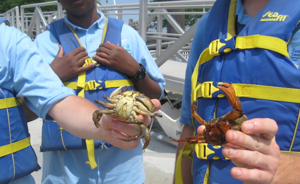 Sea, Sand and Sky Crab Race!