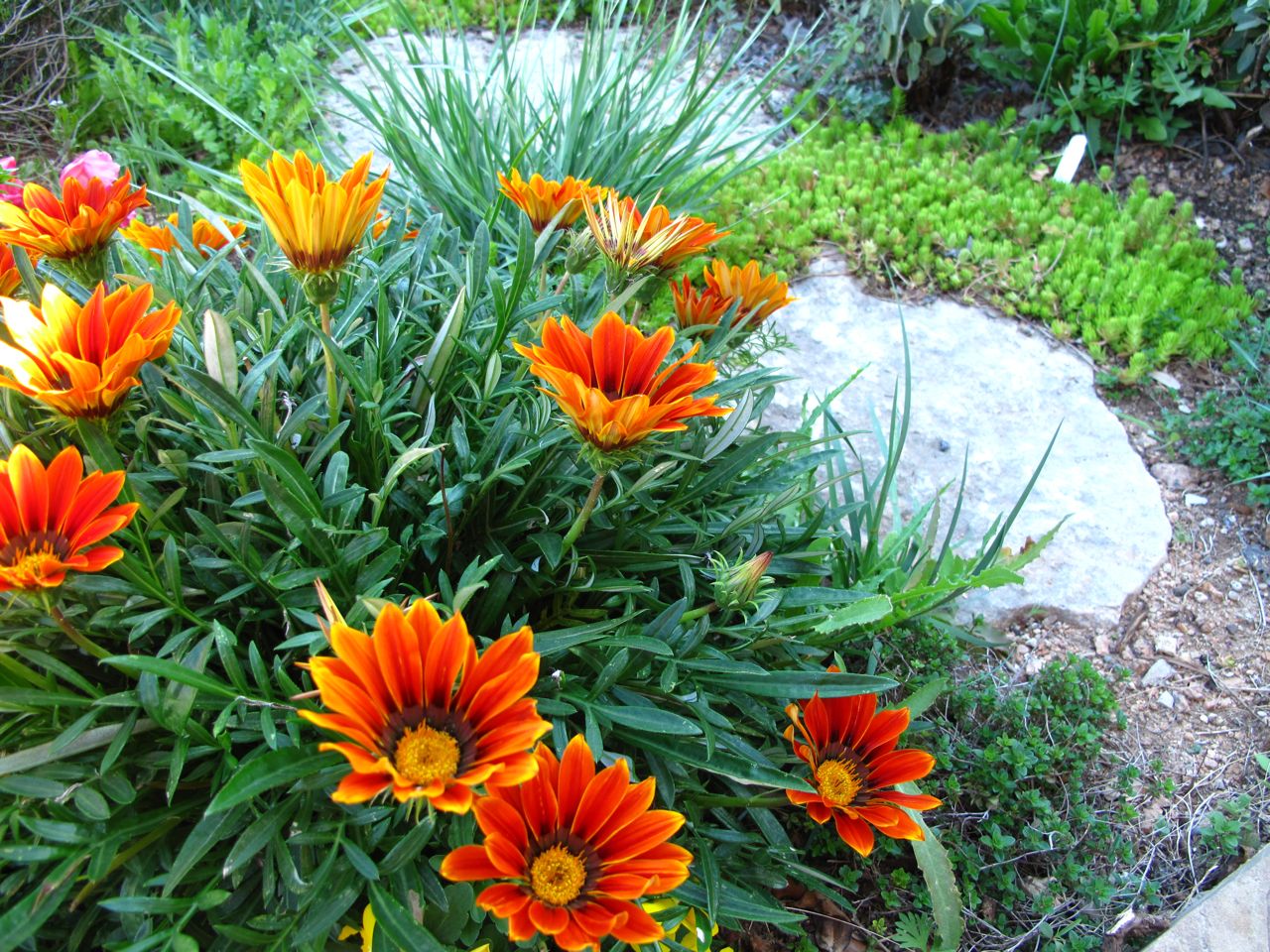 ROCK ROSE GARDEN BLOGGERS' BLOOM DAY, MARCH 2013