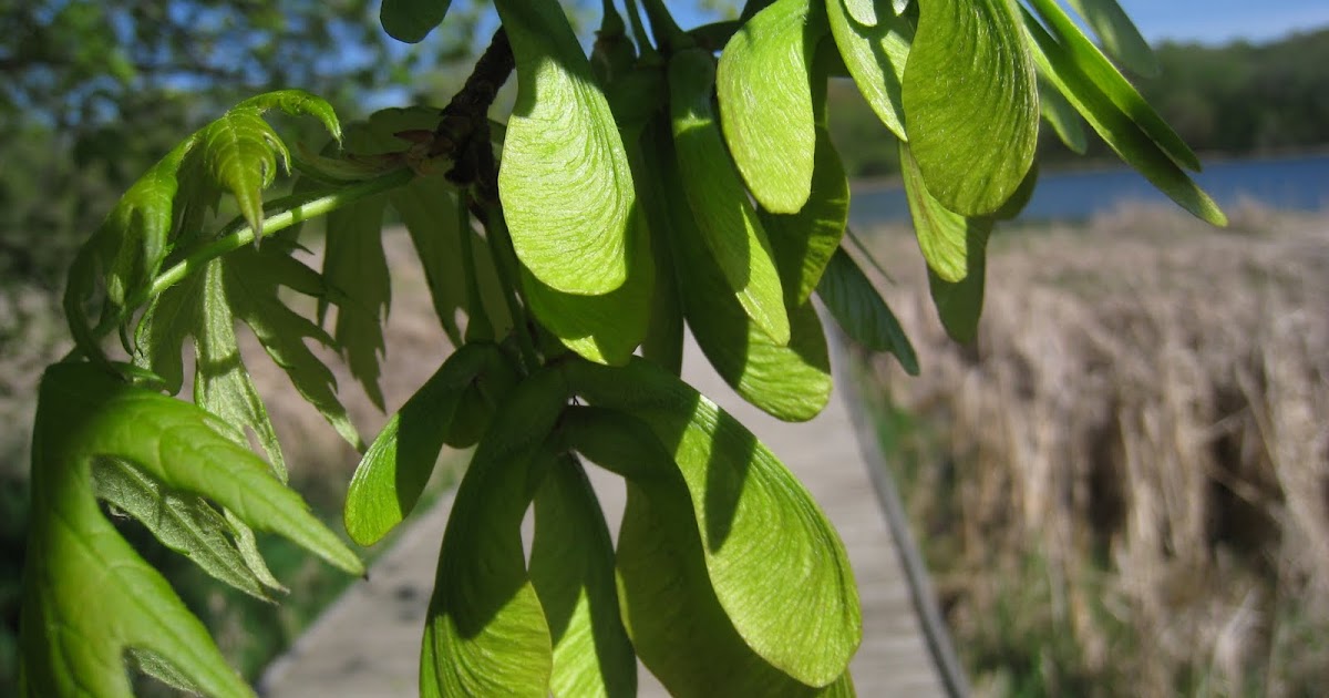 Distracted Naturalist Silver Maple Seeds