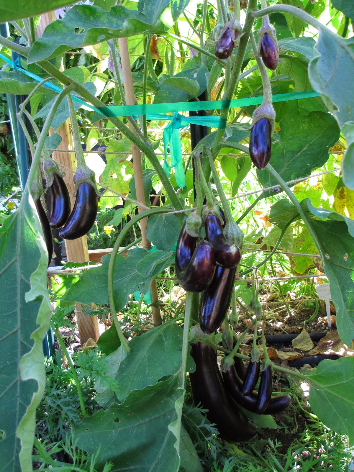 Andie's Way Ichiban Eggplant's Knobby Knees