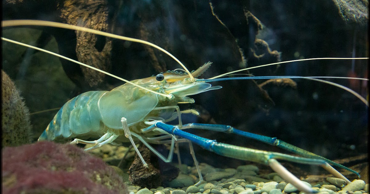 Freshwater Longarmed Shrimp Tamron365