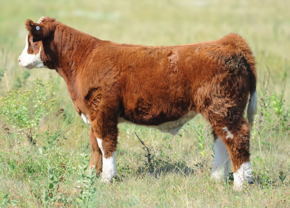 DIAMOND G CATTLE CO. Thompson Show Steers South Dakota