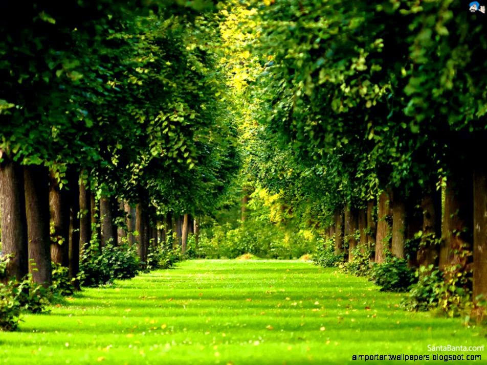 landscape green road hd wallpaper Sugidol landscape green road hd wallpaper Sugidol
