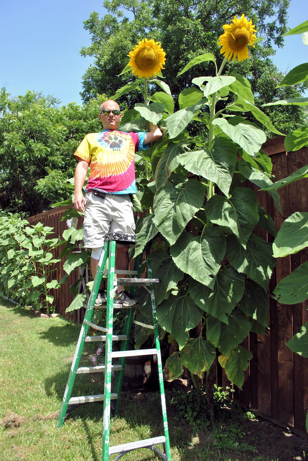 Terrell Texas Daily Photo mammoth sunflowers