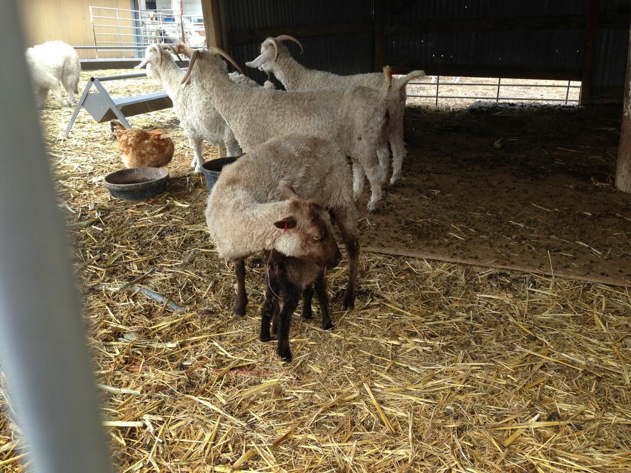 One Yarn and Fiber Departure Day and City Girl's Fiber Farm Update!